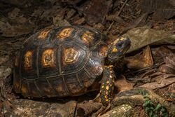 Yellow-footed tortoise.jpg