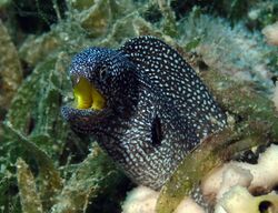 Yellowmouth Moray Eel.jpg