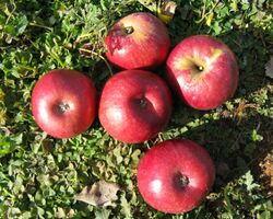 'Lady Williams' apples.jpg