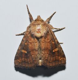 -10627 – Tricholita signata – Signate Quaker Moth (18878759833).jpg