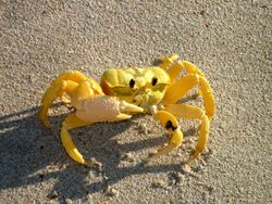 101116 Ghost crab Gnaraloo Bay Rookery.JPG