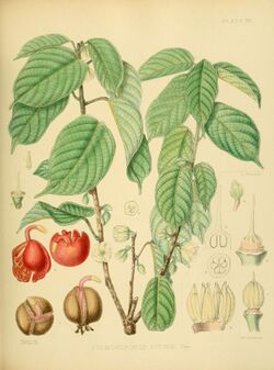 A hand-book to the flora of Ceylon (Plate XV) (6430636657).jpg