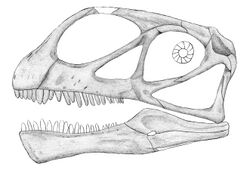 Abrosaurus skull.jpg