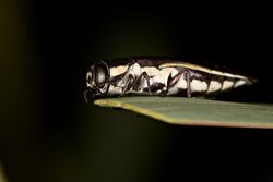 Acacia Flat-headed Jewel Beetle - Agrilus australasiae.jpg