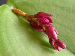 Acianthera modestissima.jpg