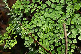 Adiantum atroviride 211068120.jpg