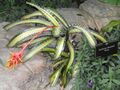 Aechmea chantinii - Denver Botanic Gardens - DSC00916.JPG