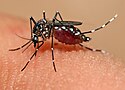 Aedes aegypti feeding (cropped).jpg