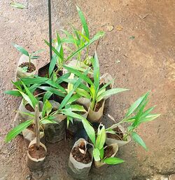 Alpinia Calcarata.jpg