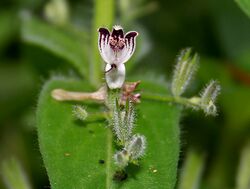 Andrographis echioides (False Waterwillow) W IMG 1533.jpg