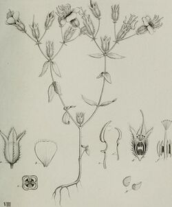 Annales des Sciences Naturelles Botaniques (1849) (18382119136).jpg
