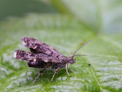 Anthophila fabriciana (Choreutidae) - Nettle-tap micro moth (10491394516).jpg
