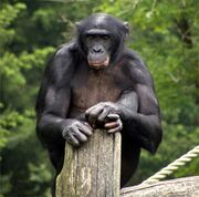 Black bonobo