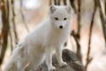 Arctic Fox Posed (8564878025).jpg