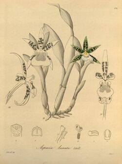 Aspasia lunata - Xenia vol 1 pl 34 (1858).jpg