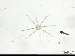 Asterionella formosa mosbo6.jpg
