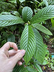 Atractocarpus hirtus 141864391.jpg