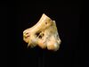 Australopithecus anamensis bone (University of Zurich).JPG