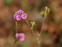 Boerhavia diffusa in AP W IMG 8081.jpg