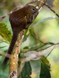 Borneo Black-banded Squirrel (13890716544).jpg