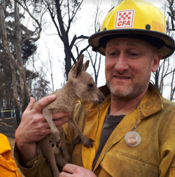 Brian Stearns saved "Joey" in the bushfire.png