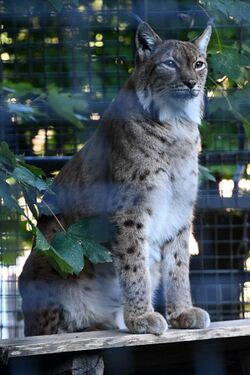 Budakeszi Vadaspark 2021 07 Lynx lynx.jpg