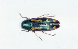 Buprestis rufipes crop.jpg