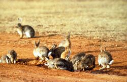 CSIRO ScienceImage 453 European Rabbits.jpg