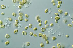 CSIRO ScienceImage 7604 Microalgae.jpg
