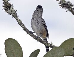 Chapman's Antshrike, male (530829149).jpg