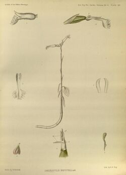 Cheirostylis griffithii - The Orchids of the Sikkim-Himalaya pl 397 (1889) - contrast.jpg