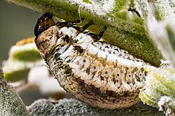 Chrysolina americana, larva.jpg