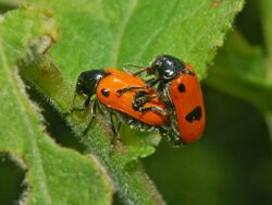 Chrysomelidae - Clytra laeviuscula.JPG