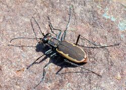 Cicindela marginipennis 13819058.jpg