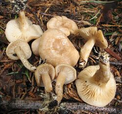 Clitocybe albirhiza 149099.jpg