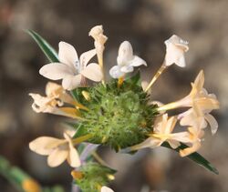 Collomia grandiflora flowerhead close.jpg