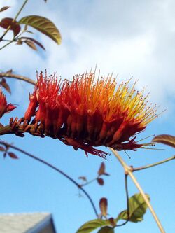 Combretum rotundifolium.jpg