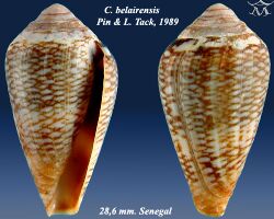 Conus belairensis 1.jpg