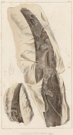 Ctenacanthus major Agassiz.png