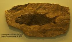 Ctenognathichthys bellottii.JPG