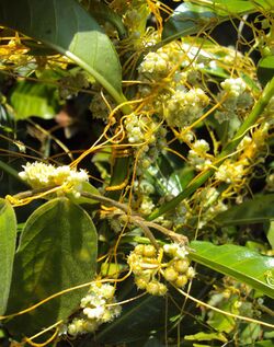 Cuscuta chinensis 04.JPG