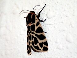 Cymbalophora pudica.jpg