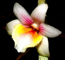 Dendrobium boosii (Ronny Boos).jpg