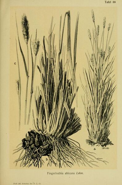 File:Die Futterpflanzen Deutsch-Südwestafrikas und Analysen von Bodenproben - botanische und chemische Untersuchungen (1914) (20924684831).jpg
