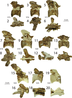 Dilophosaurus trunk vertebrae.png