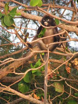 Dusky leaf monkey (8050982300).jpg