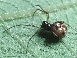 Dyschiriognatha.dentata.female.-.tanikawa.jpg