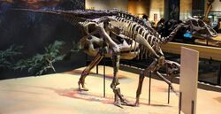 Edmontosaurus Perot Museum.jpg