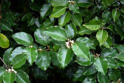 Elaeagnus macrophylla - Flickr - peganum.jpg