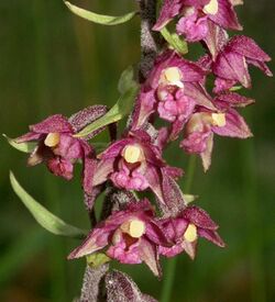 Epipactis atrorubens flowers.jpg